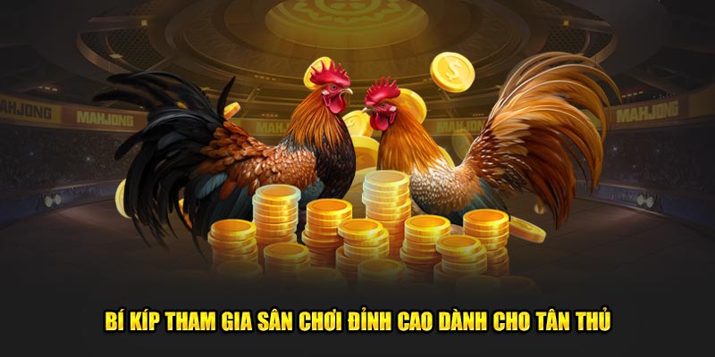 Bí kíp tham gia sân chơi đá gà đòn độc đỉnh cao dành cho tân thủ