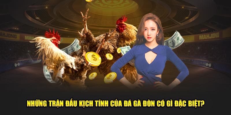 Những trận đấu kịch tính của đá gà đòn có gì đặc biệt?